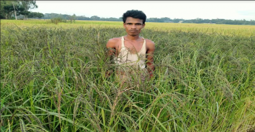 সাতকানিয়ায় বাড়ছে কালোজিরা ধানের কদর 
